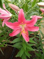 [4352 Viviana VZ No02.JPG]